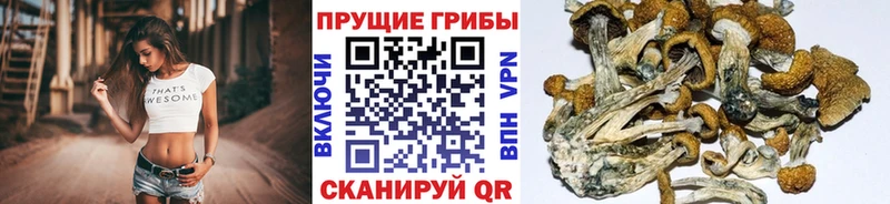 Псилоцибиновые грибы Psilocybe  где можно купить   Петухово 